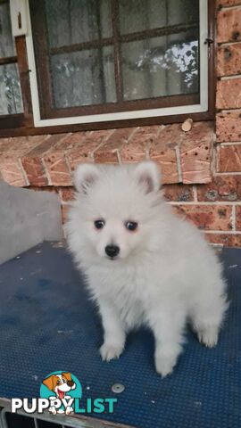 Japanese Spitz puppies for sale - Pure Bred