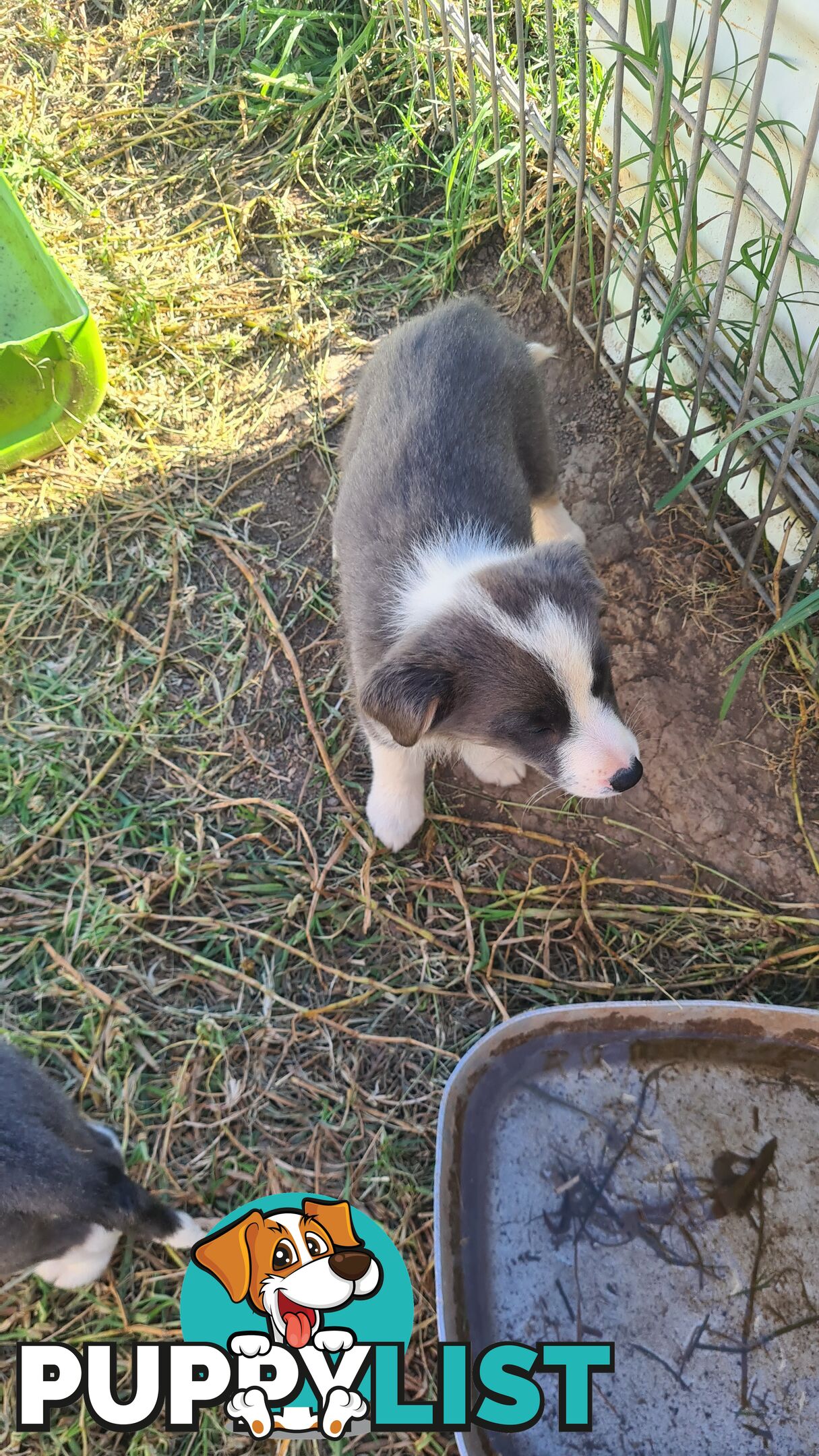 Border Collie puppies - Purebred