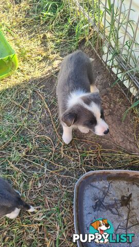 Border Collie puppies - Purebred