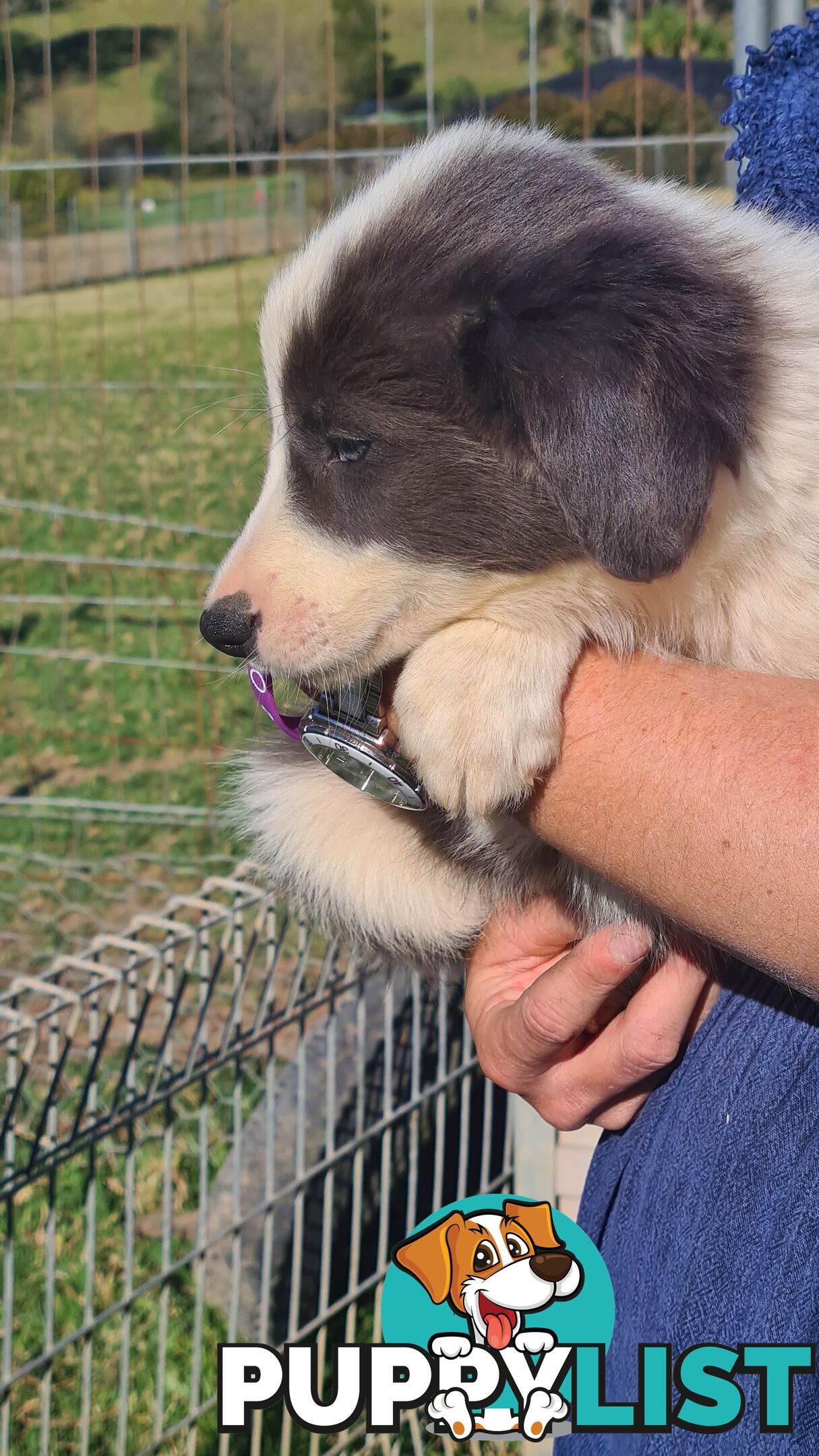 Border Collie puppies - Purebred