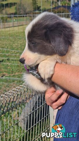 Border Collie puppies - Purebred