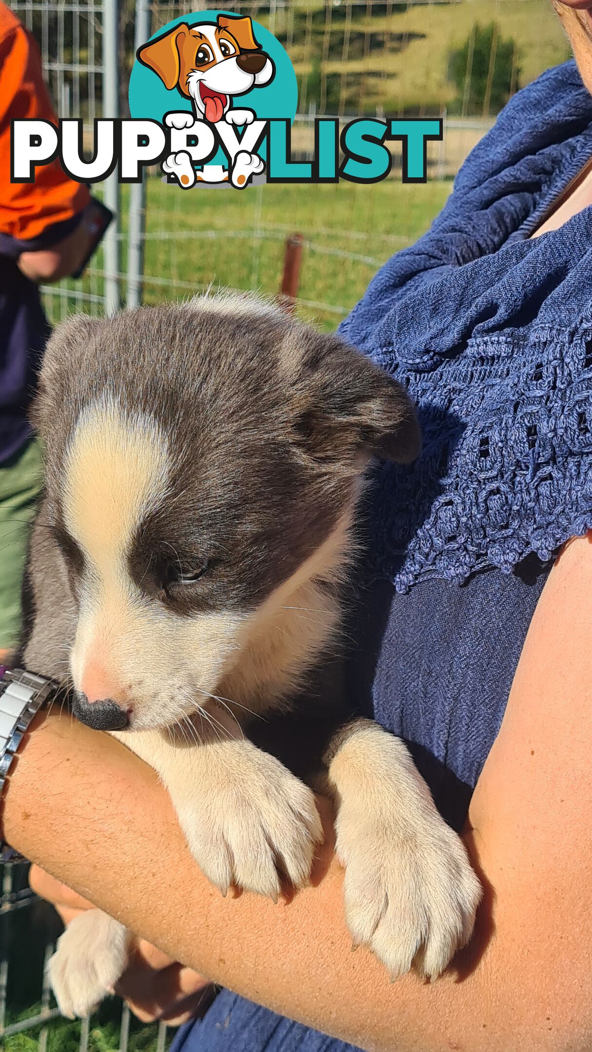 Border Collie puppies - Purebred