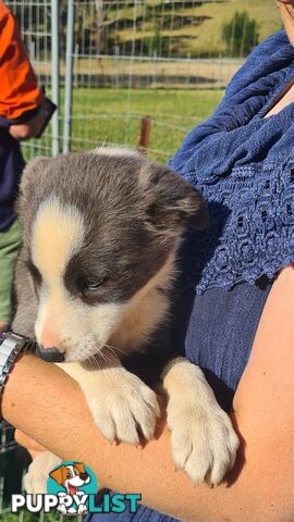 Border Collie puppies - Purebred