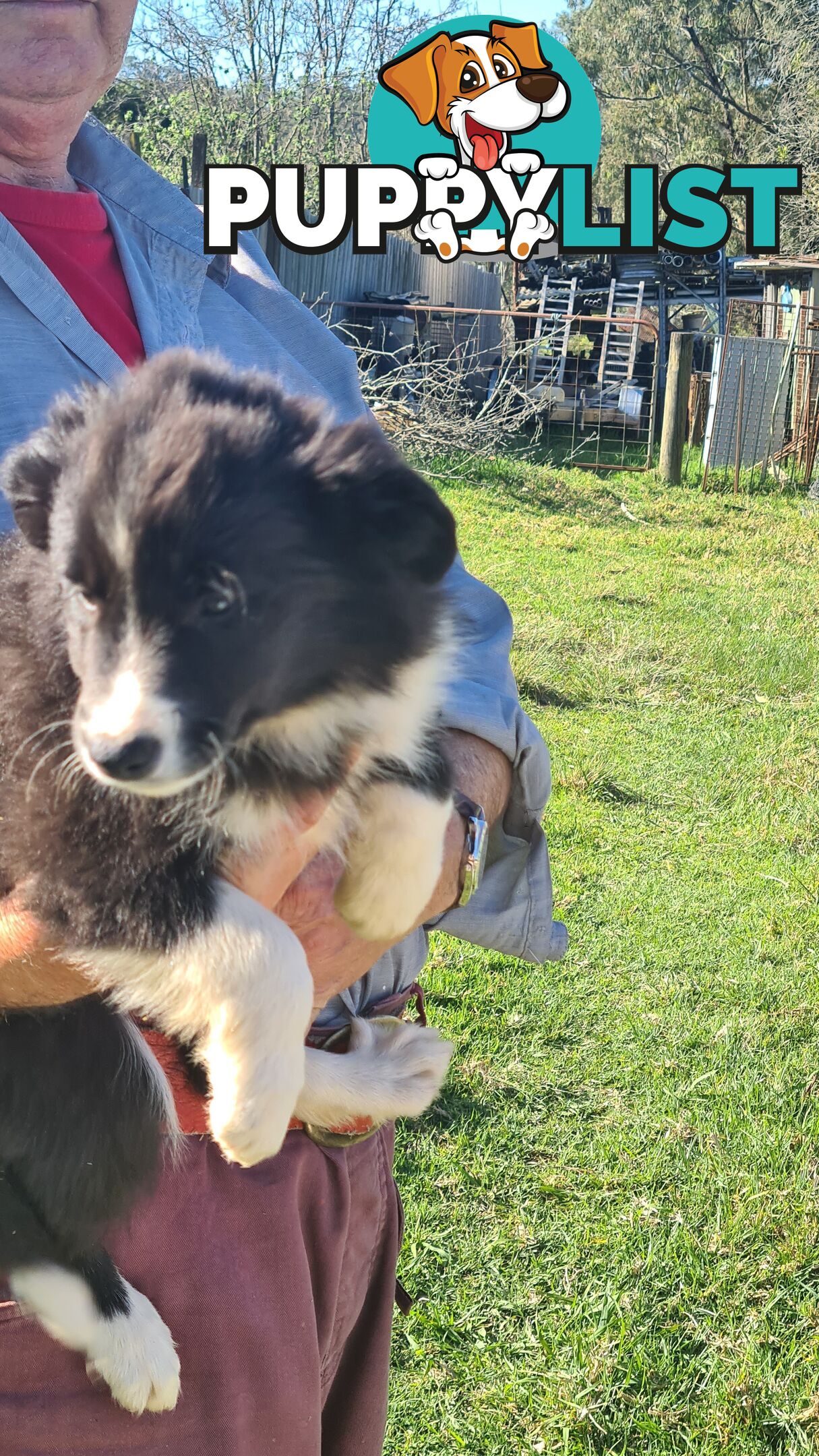 Border Collie puppies - Purebred