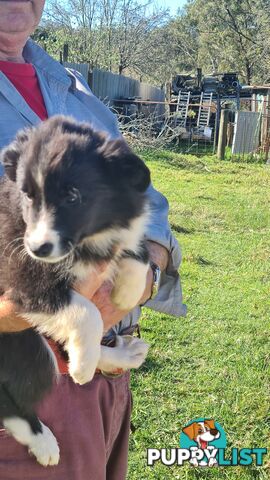 Border Collie puppies - Purebred