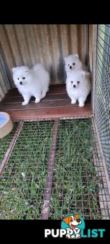 Japanese Spitz puppies - Purebred