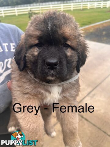 Saint Bernard cross Tibetan Mastiff - ONLY 1 LEFT