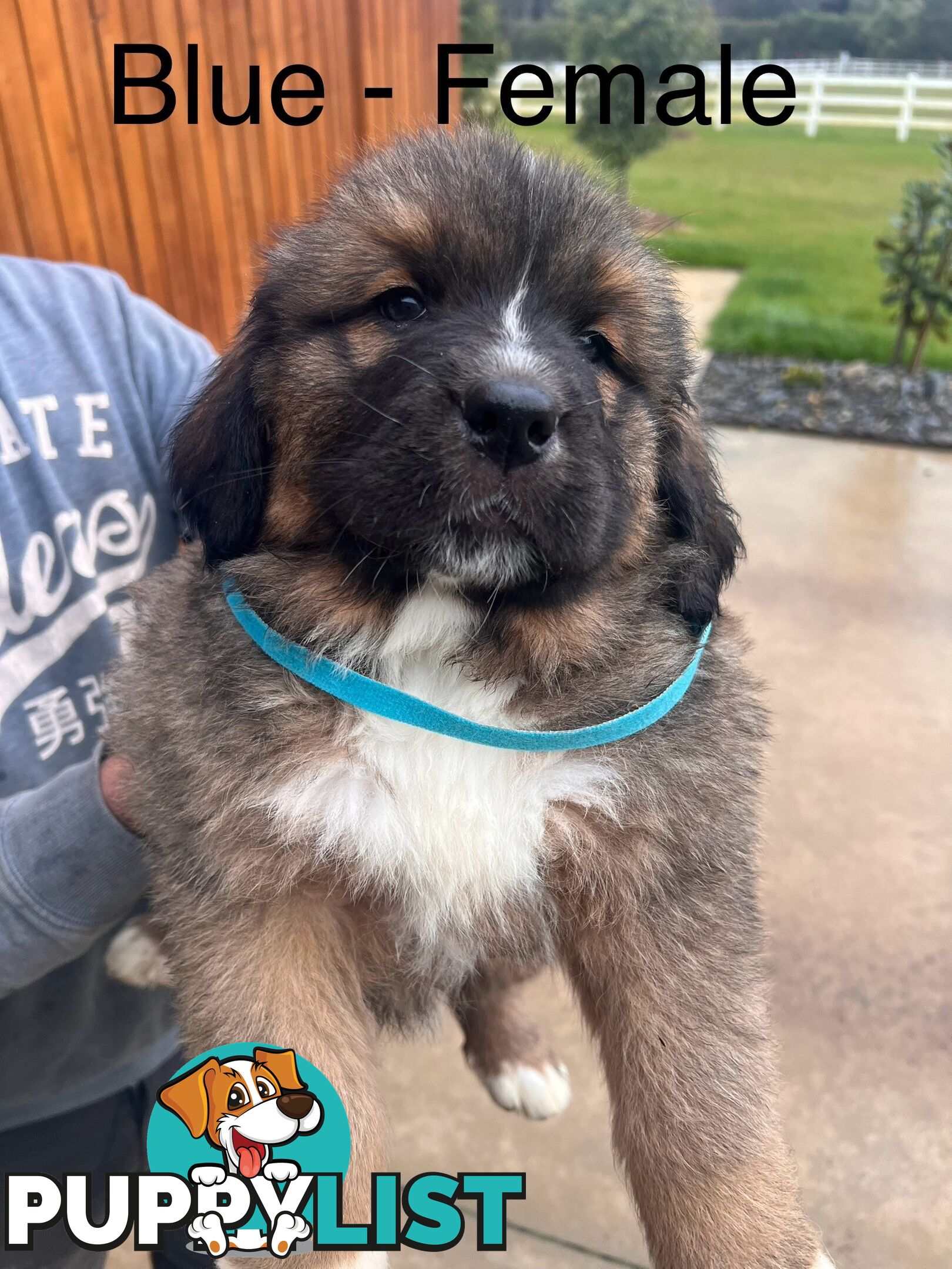 Saint Bernard cross Tibetan Mastiff