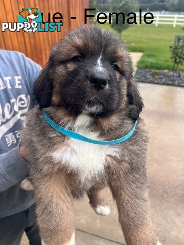 Saint Bernard cross Tibetan Mastiff