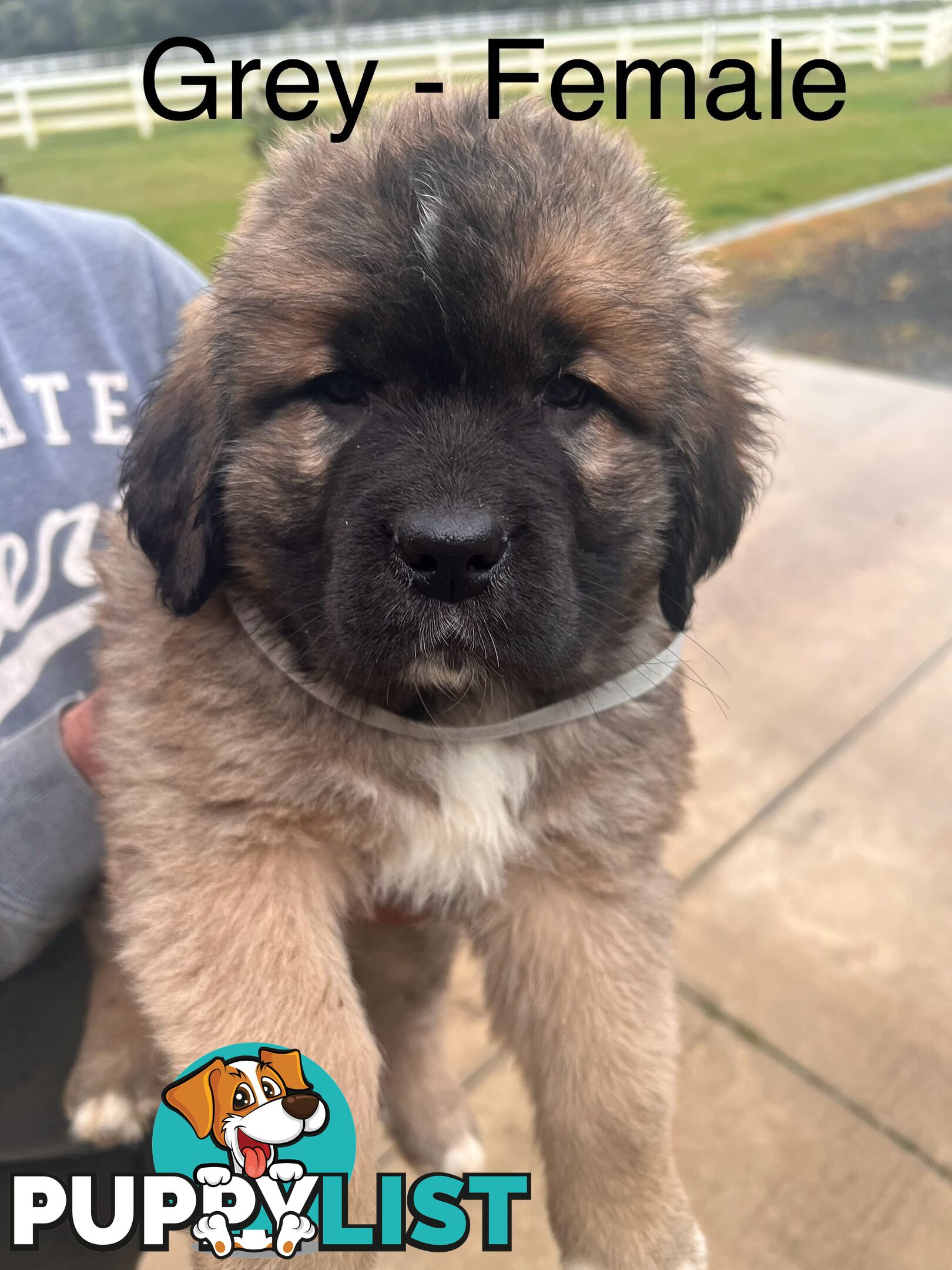 Saint Bernard cross Tibetan Mastiff