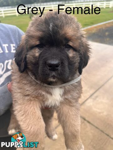 Saint Bernard cross Tibetan Mastiff