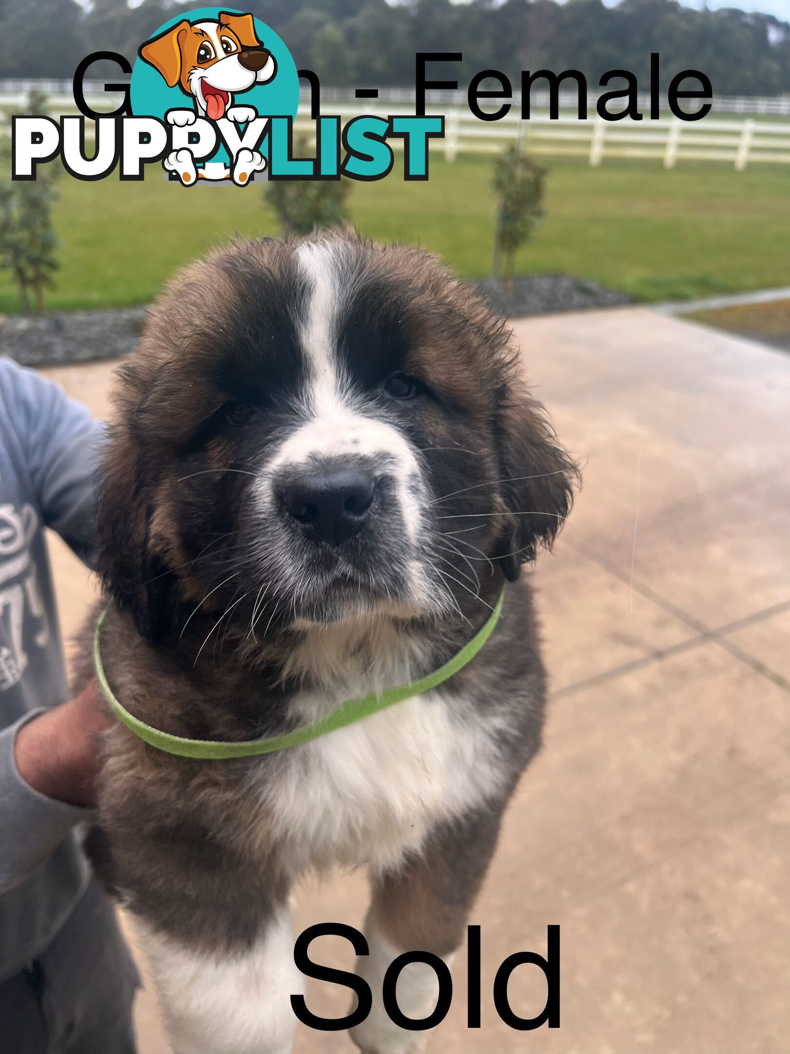 Saint Bernard cross Tibetan Mastiff