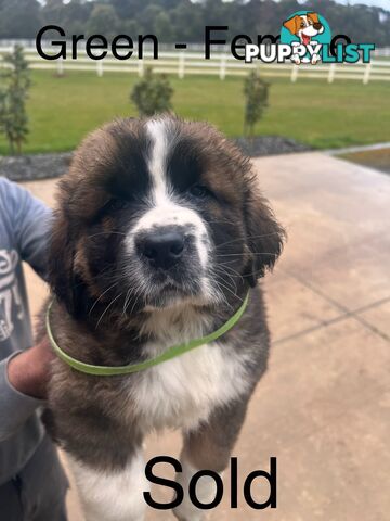 Saint Bernard cross Tibetan Mastiff