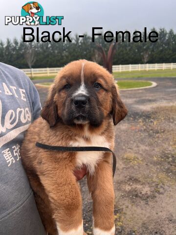 Saint Bernard cross Tibetan Mastiff