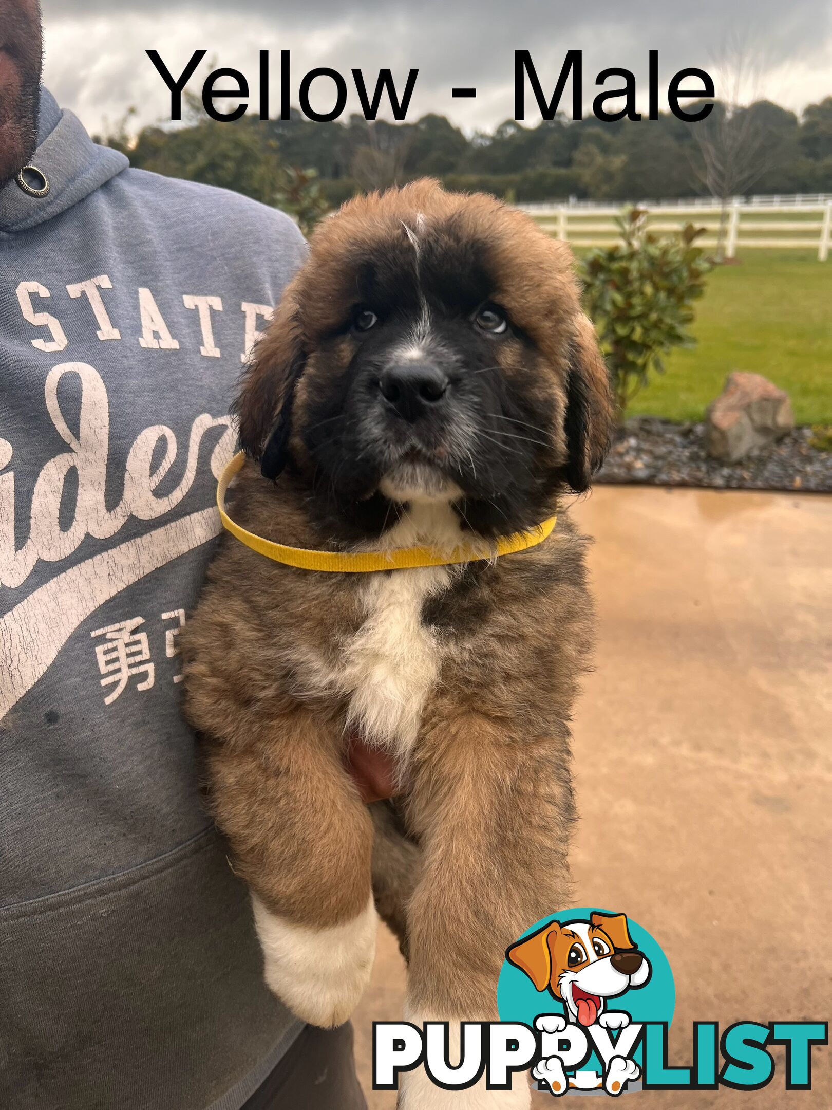 Saint Bernard cross Tibetan Mastiff