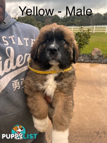 Saint Bernard cross Tibetan Mastiff