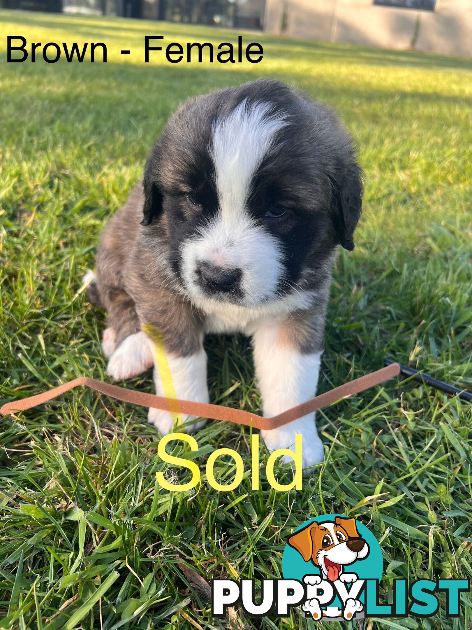 Saint Bernard cross Tibetan Mastiff