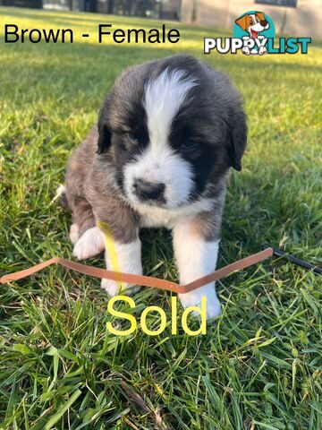 Saint Bernard cross Tibetan Mastiff