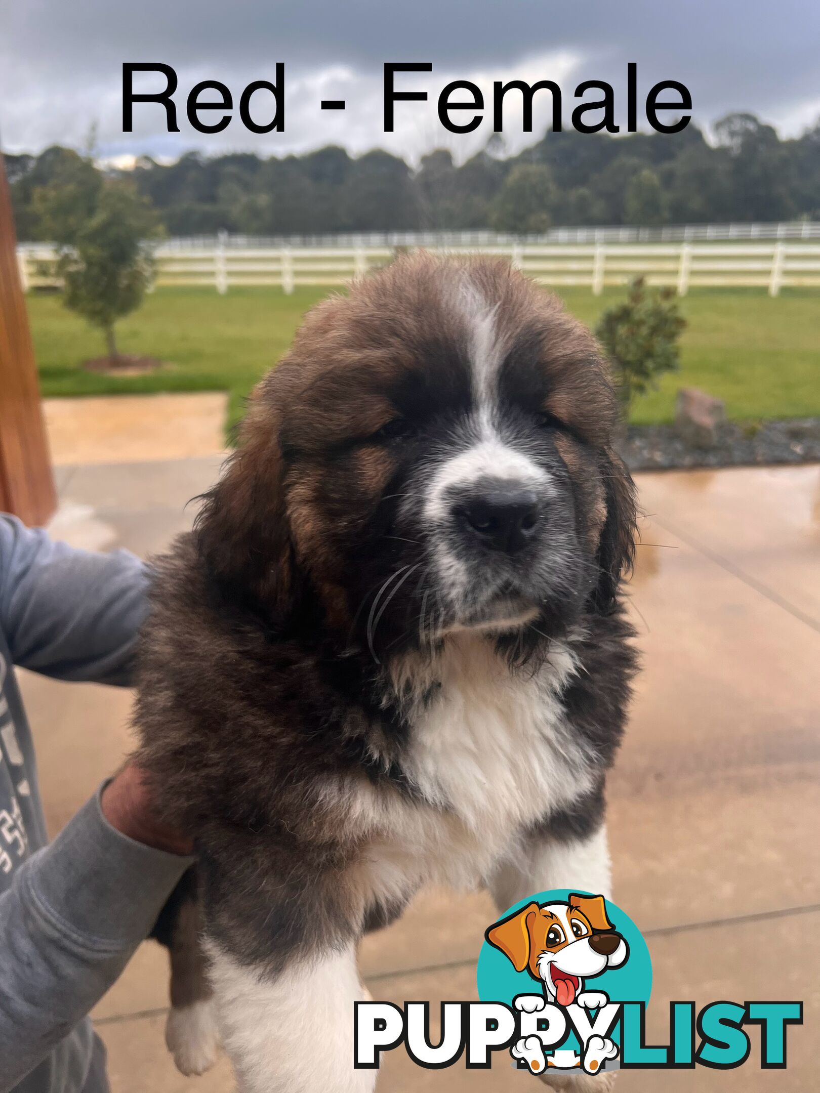 Saint Bernard cross Tibetan Mastiff