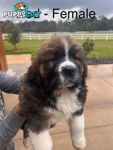 Saint Bernard cross Tibetan Mastiff