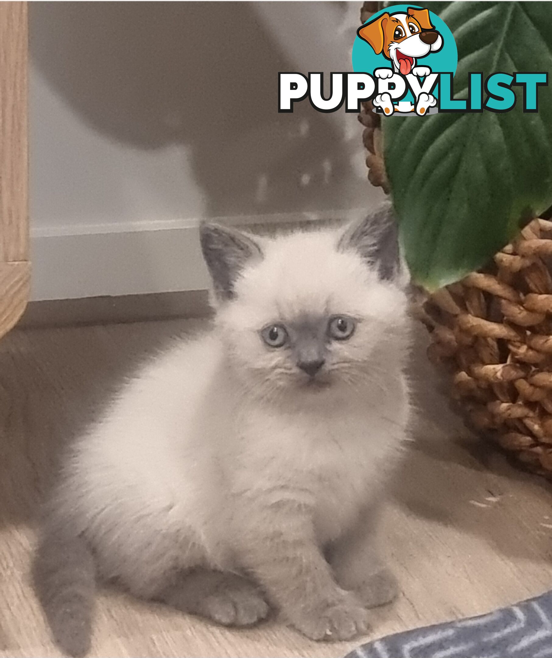 British Shorthair Kittens