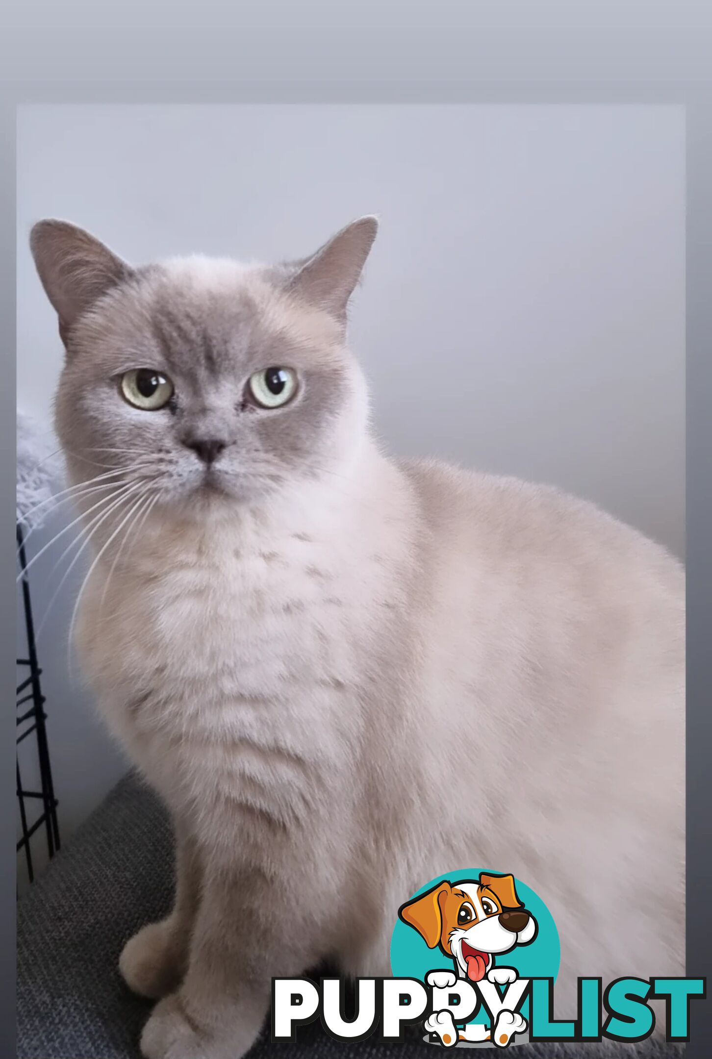 British Shorthair Kittens