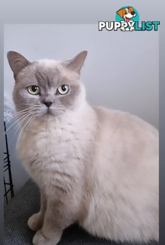 British Shorthair Kittens