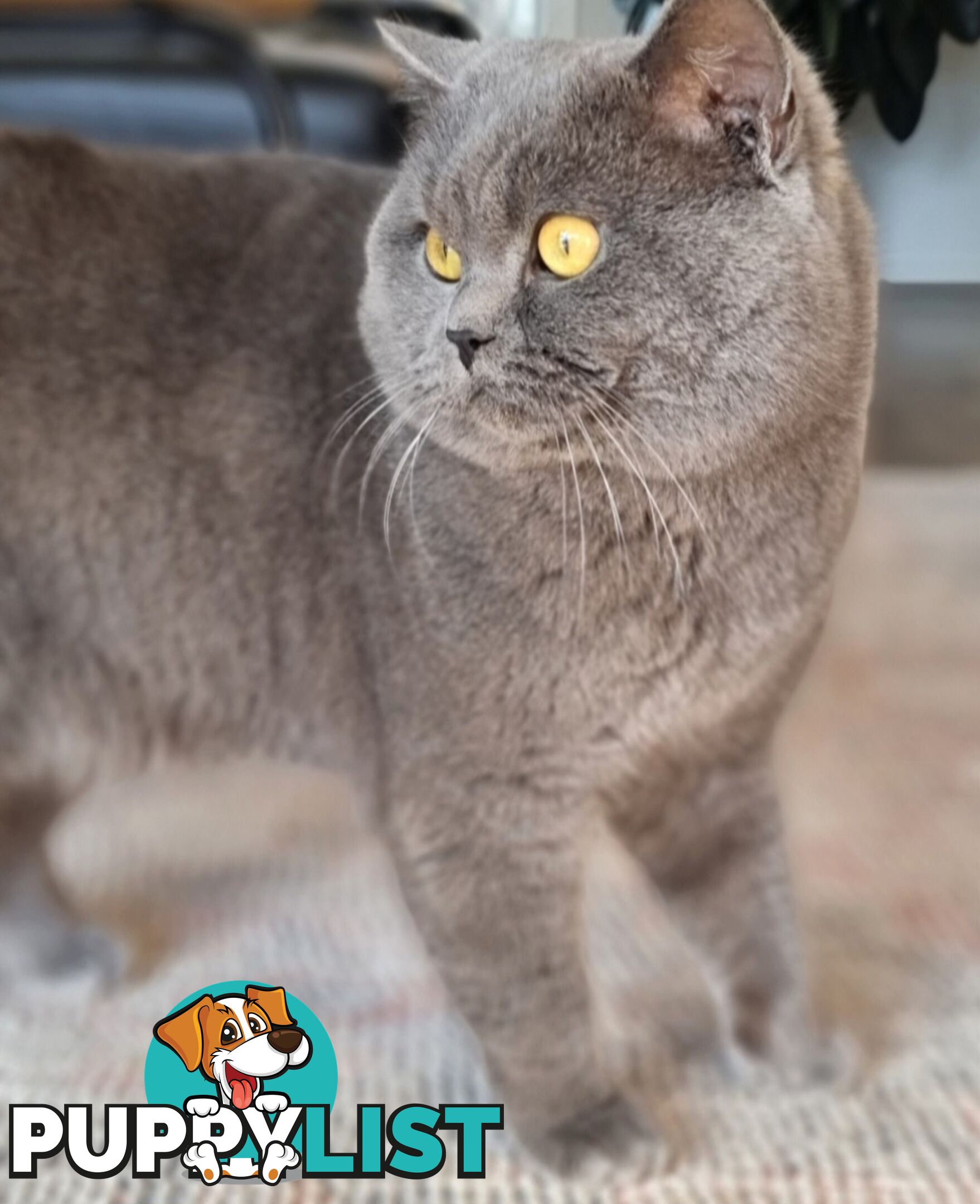 British Shorthair Kittens