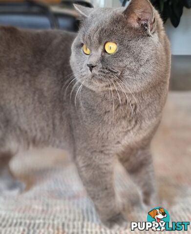 British Shorthair Kittens