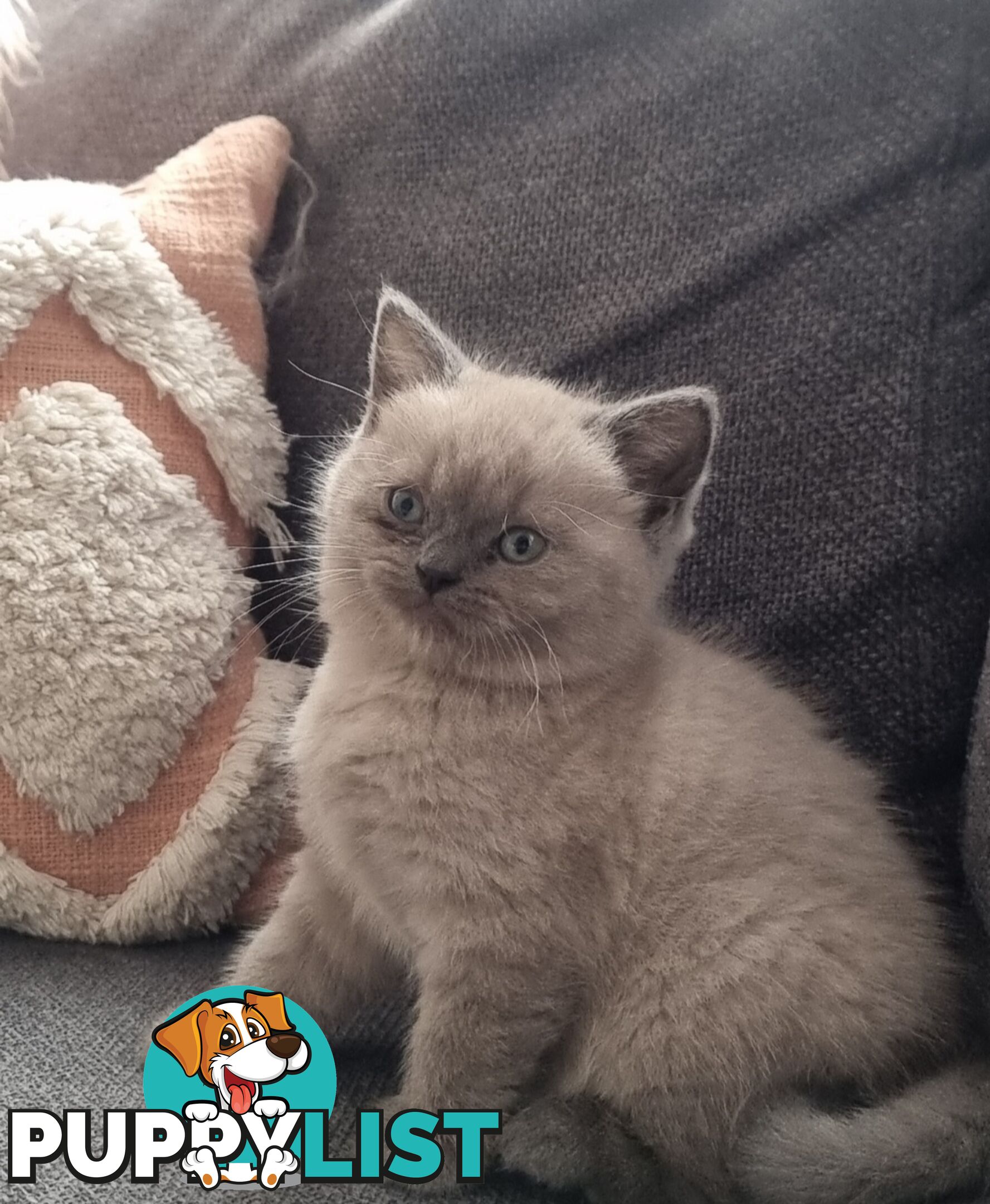 British Shorthair Kittens