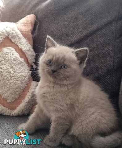 British Shorthair Kittens