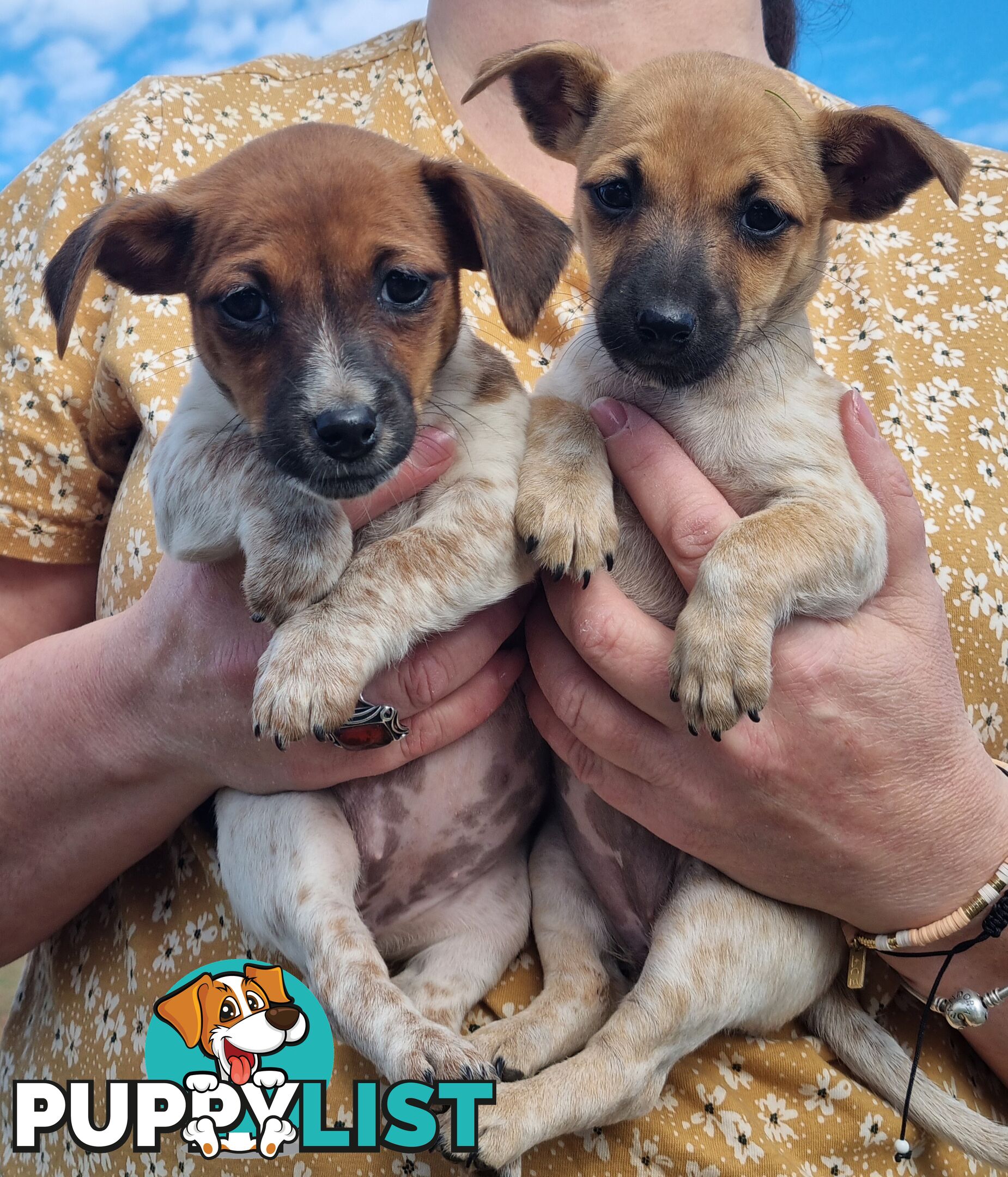 Jack Russell puppies