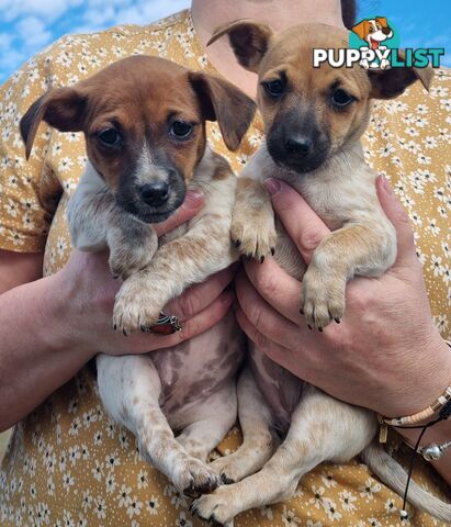 Jack Russell puppies