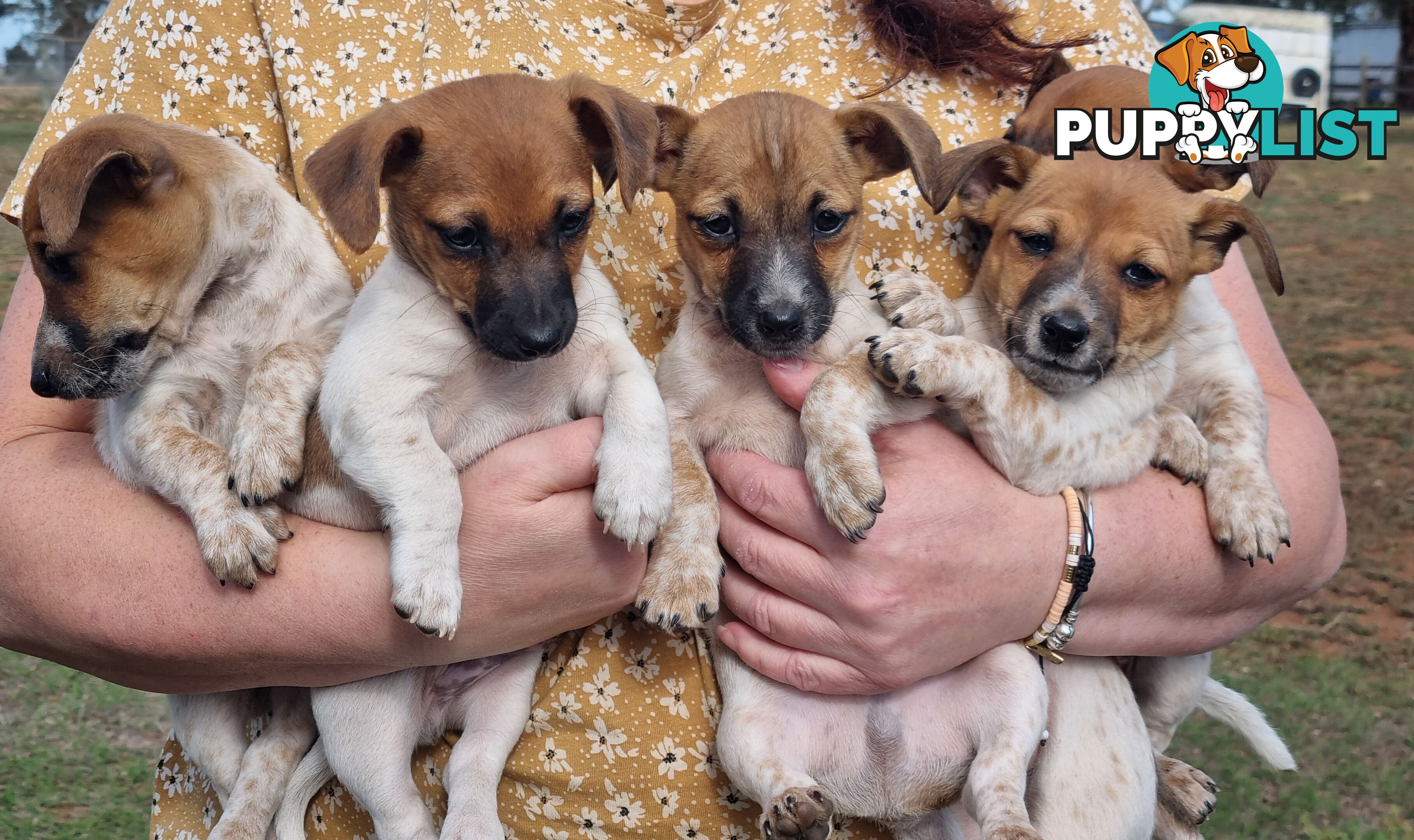 Jack Russell puppies