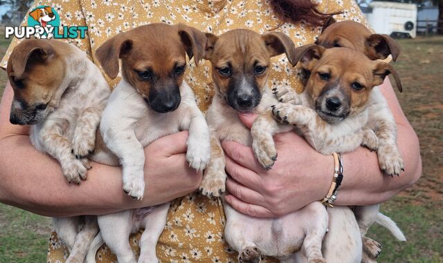 Jack Russell puppies