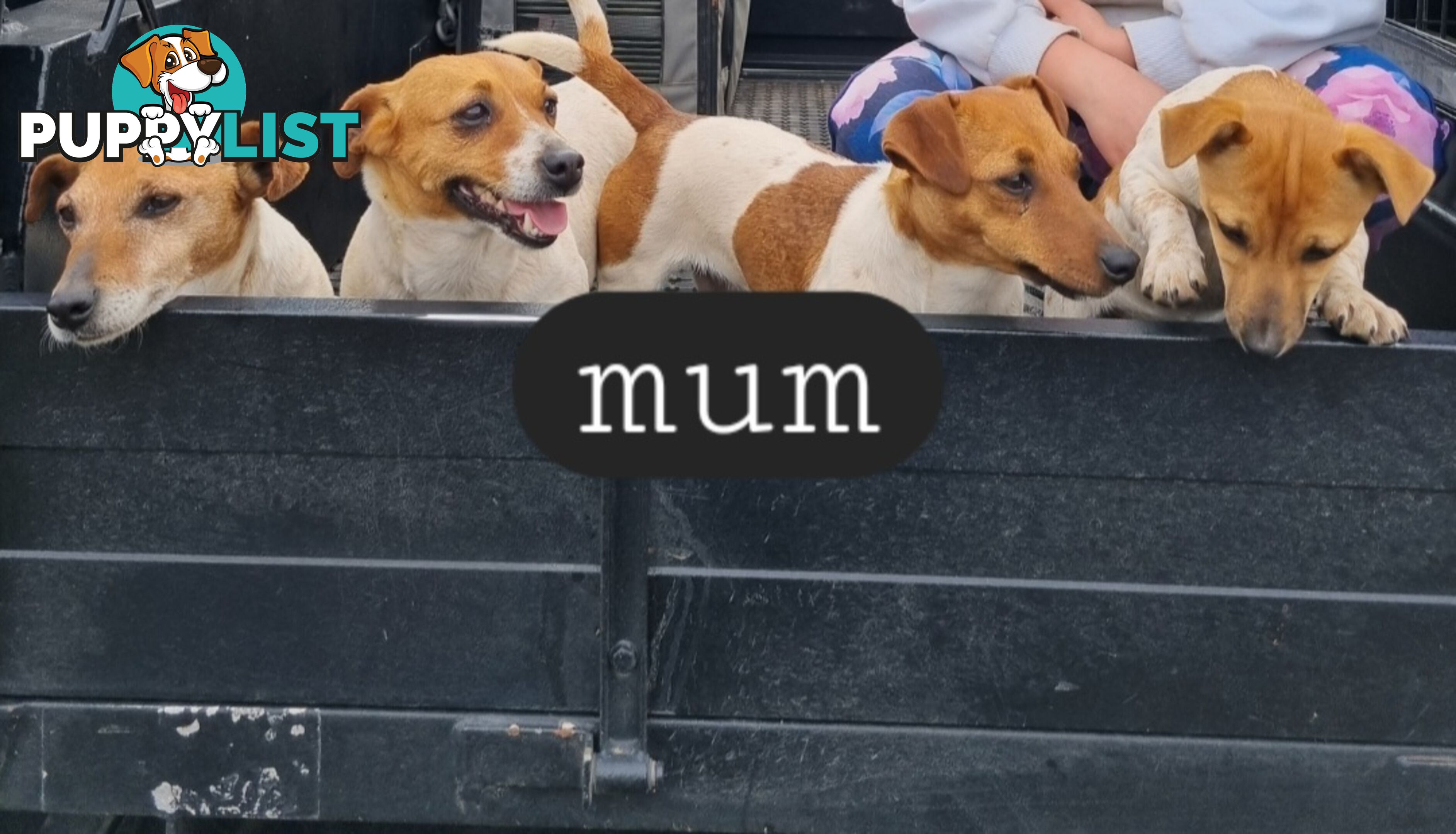 Jack Russell puppies