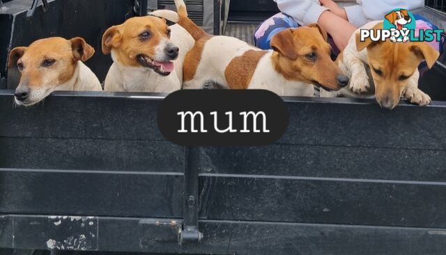Jack Russell puppies