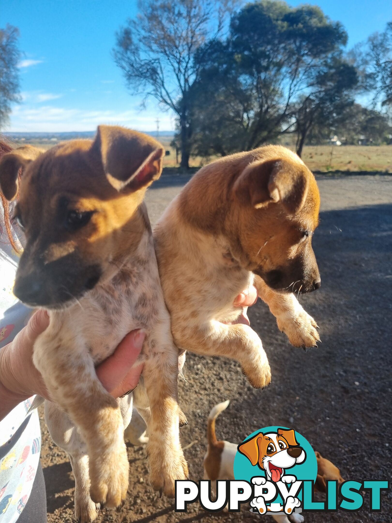 Jack Russell puppies