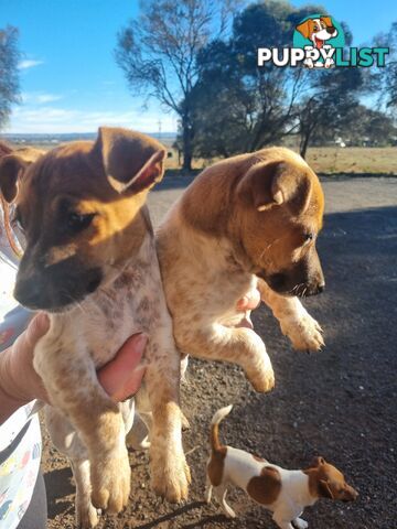 Jack Russell puppies