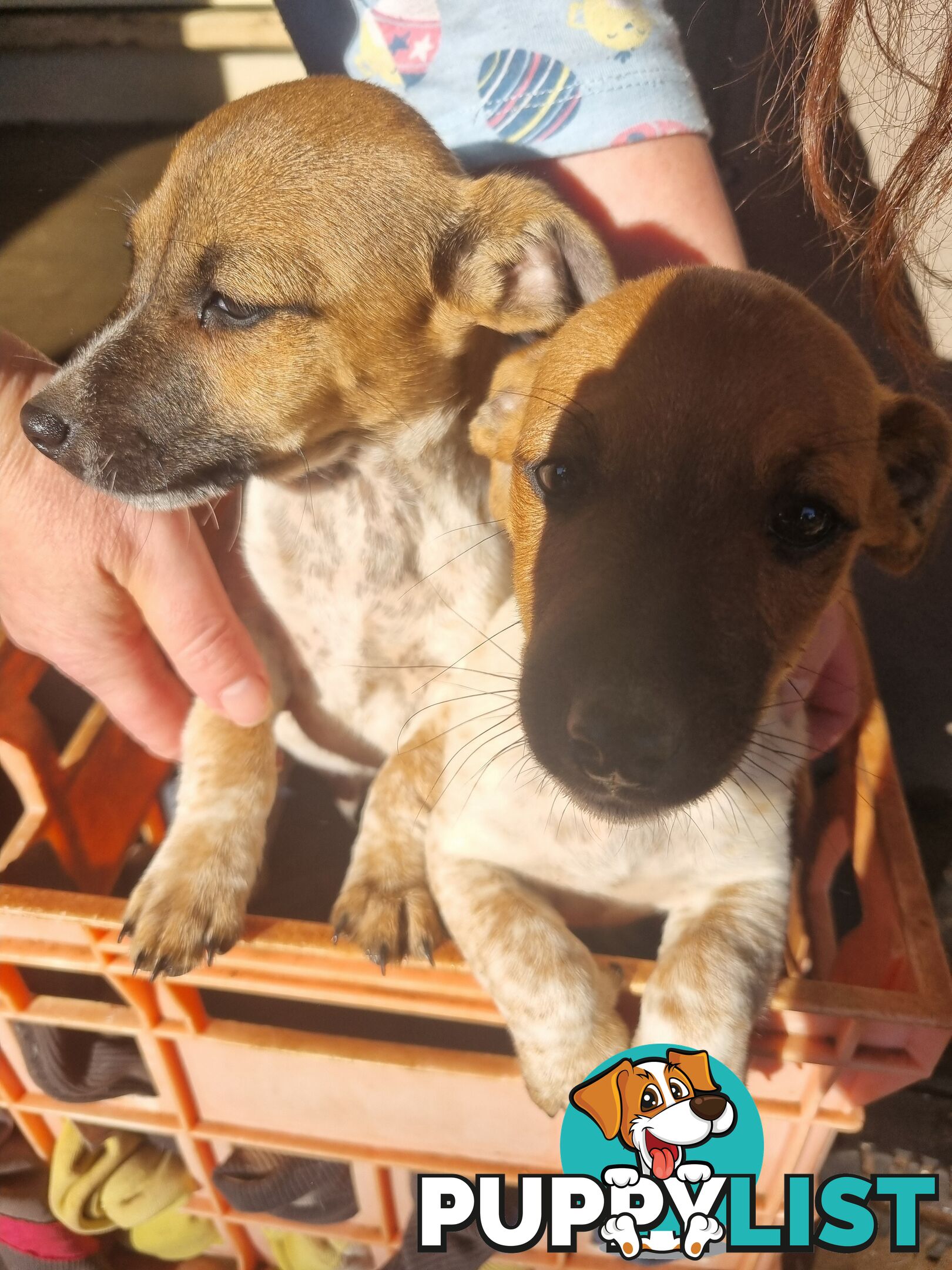 Jack Russell puppies