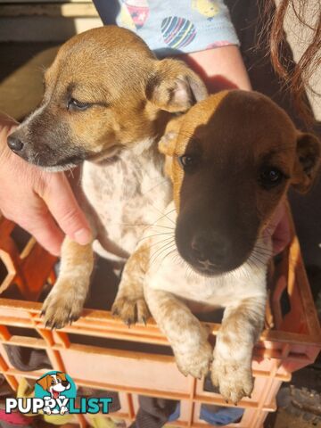 Jack Russell puppies