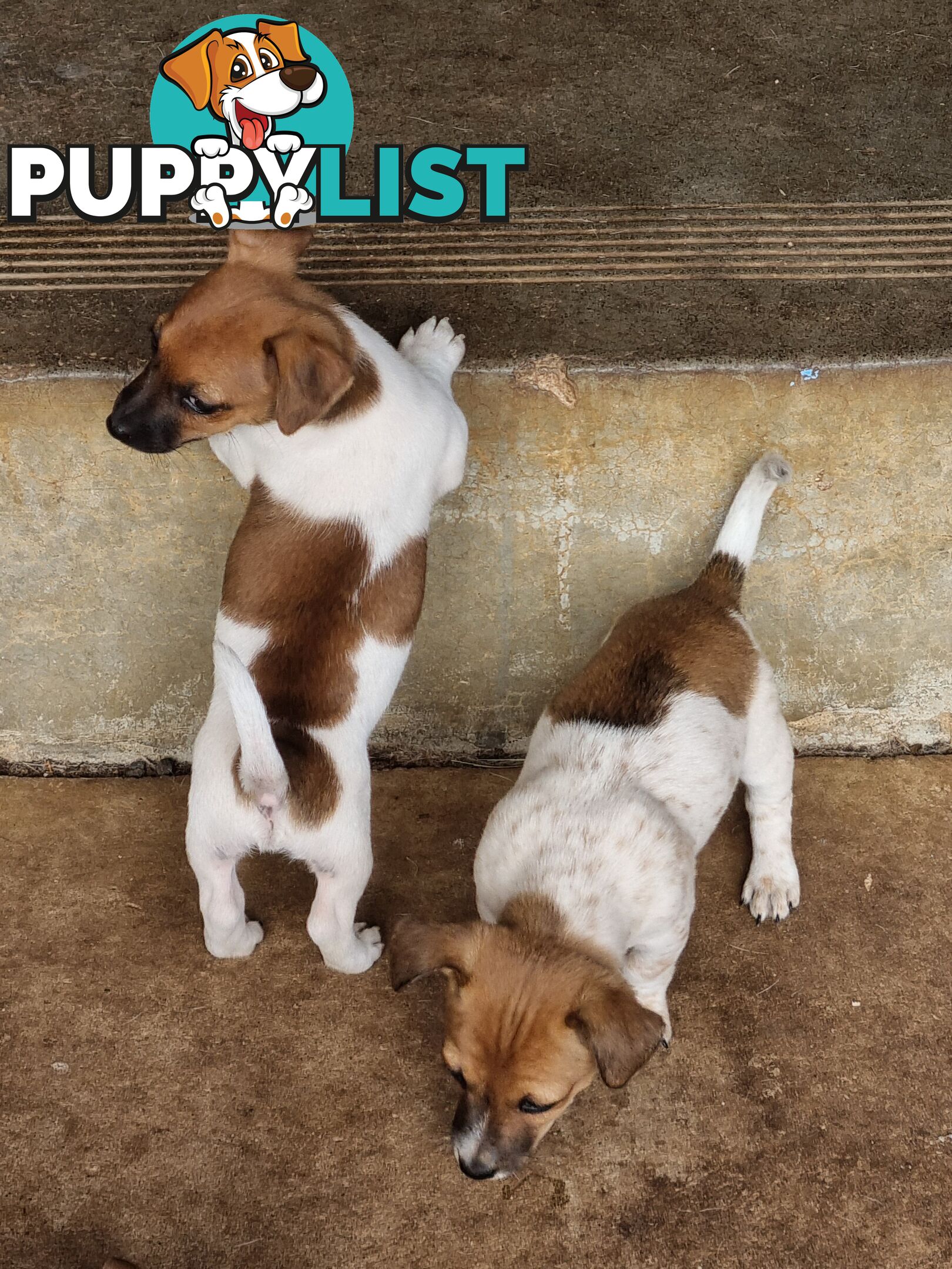Jack Russell puppies