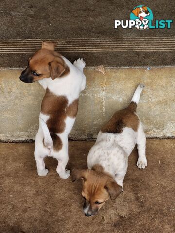 Jack Russell puppies