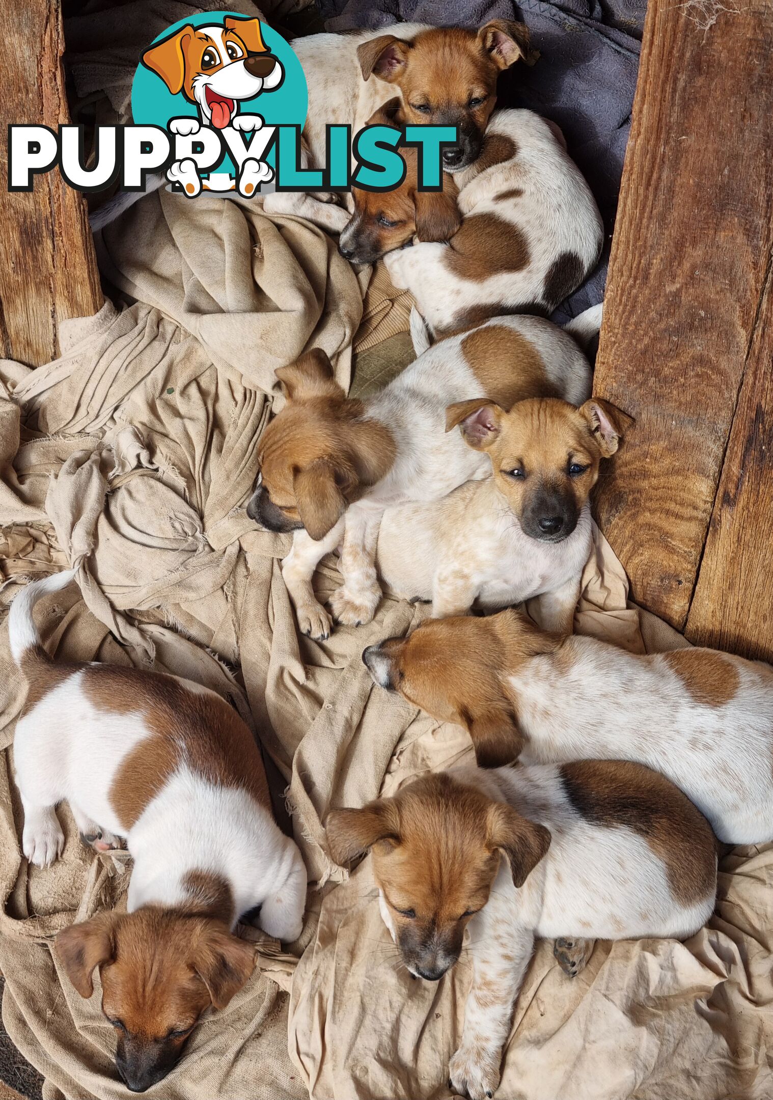 Jack Russell puppies
