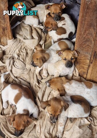 Jack Russell puppies