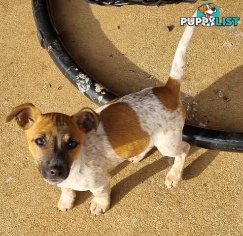 Jack Russell puppies