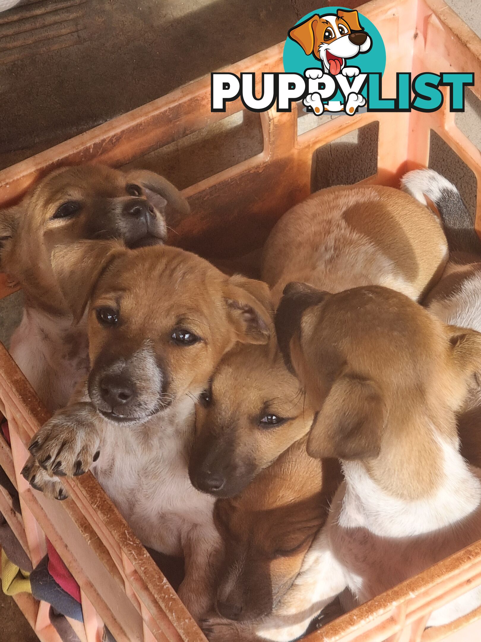 Jack Russell puppies