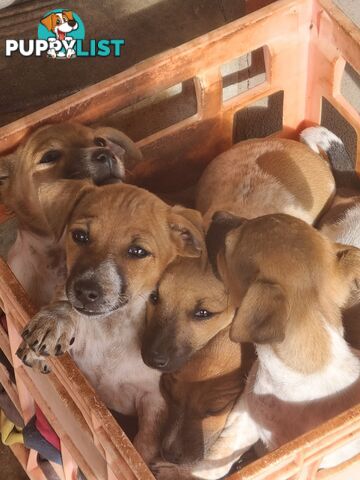 Jack Russell puppies