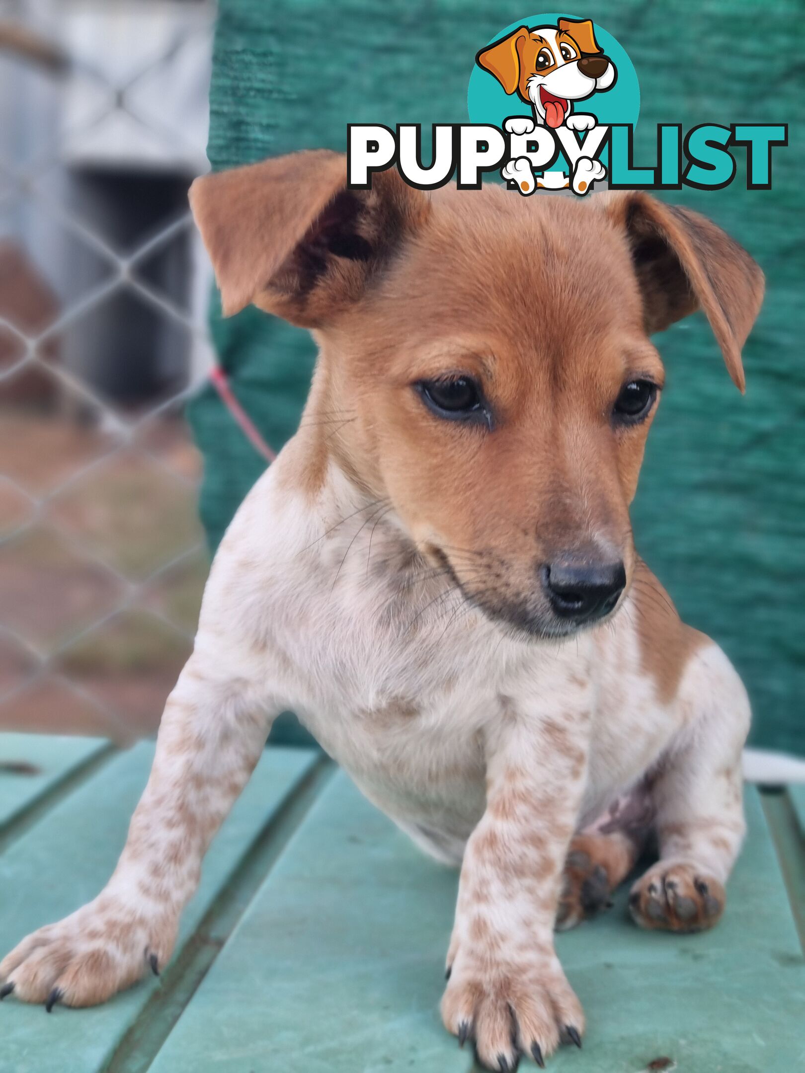 Jack Russell puppies