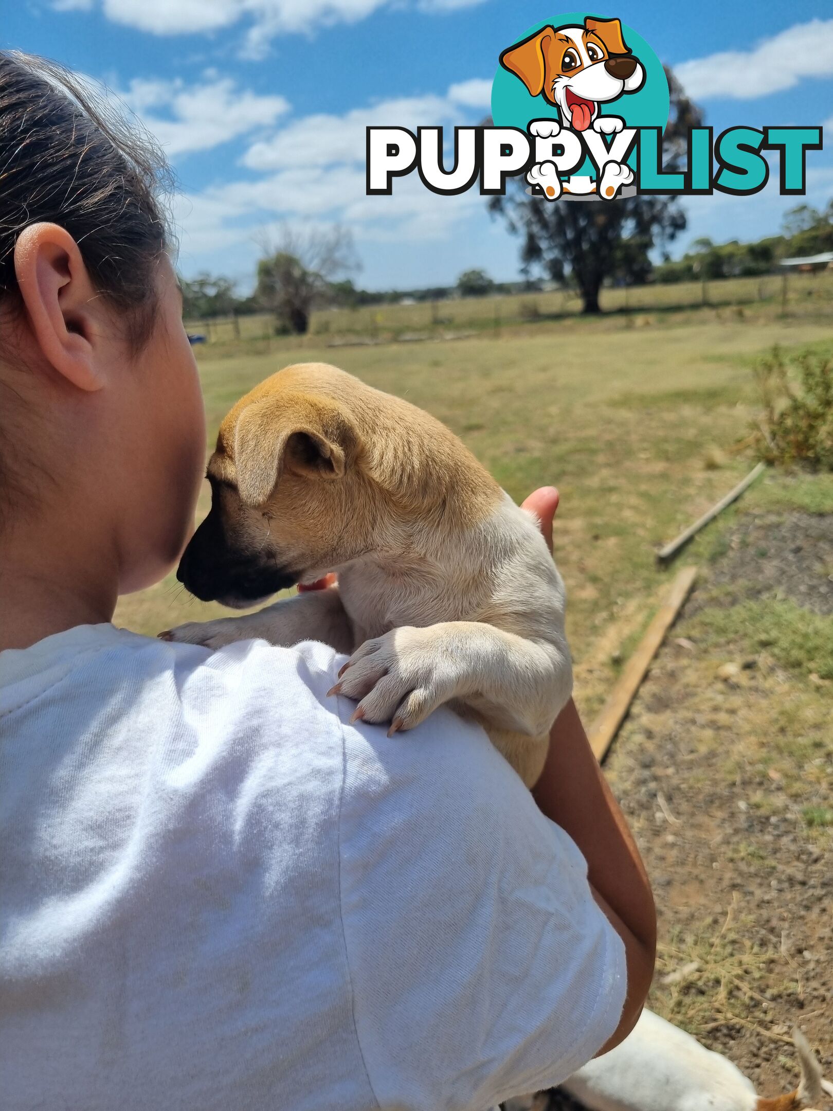 Jack Russell puppies